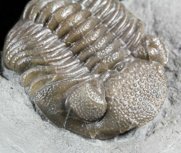 Long Eldredgeops Trilobite - Paulding, Ohio #55452